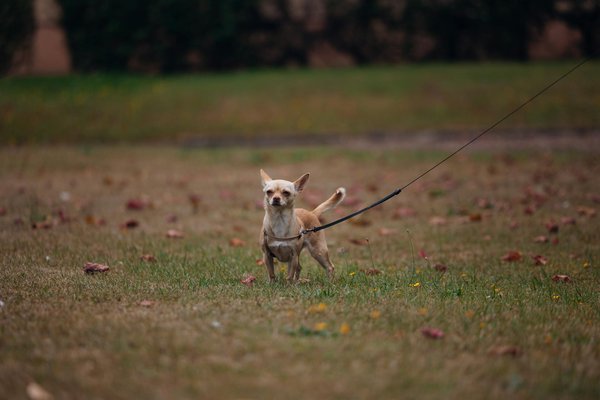 Welche Maßnahmen sind zur Vorbeugung von Harnwegsinfektionen bei meiner älteren Katze notwendig?