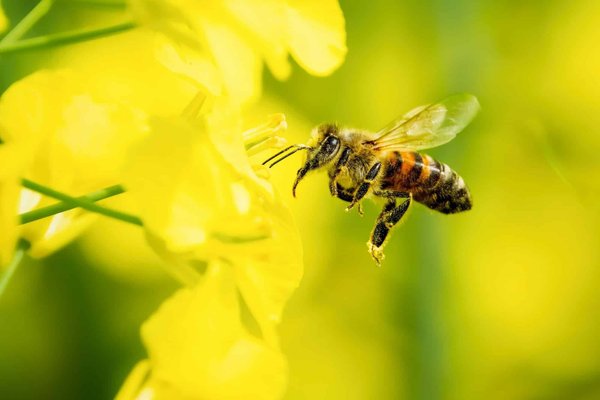 Gesundheitstipps für Haustiere in Deutschland im Jahr 2024