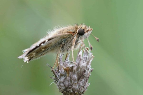 Welche Pflanzen sind ideal für einen Schmetterlingsgarten auf dem Balkon?